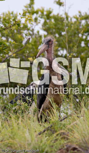 Marabu (26 von 33).jpg